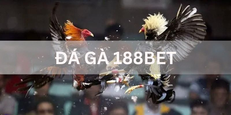 đá gà 188bet